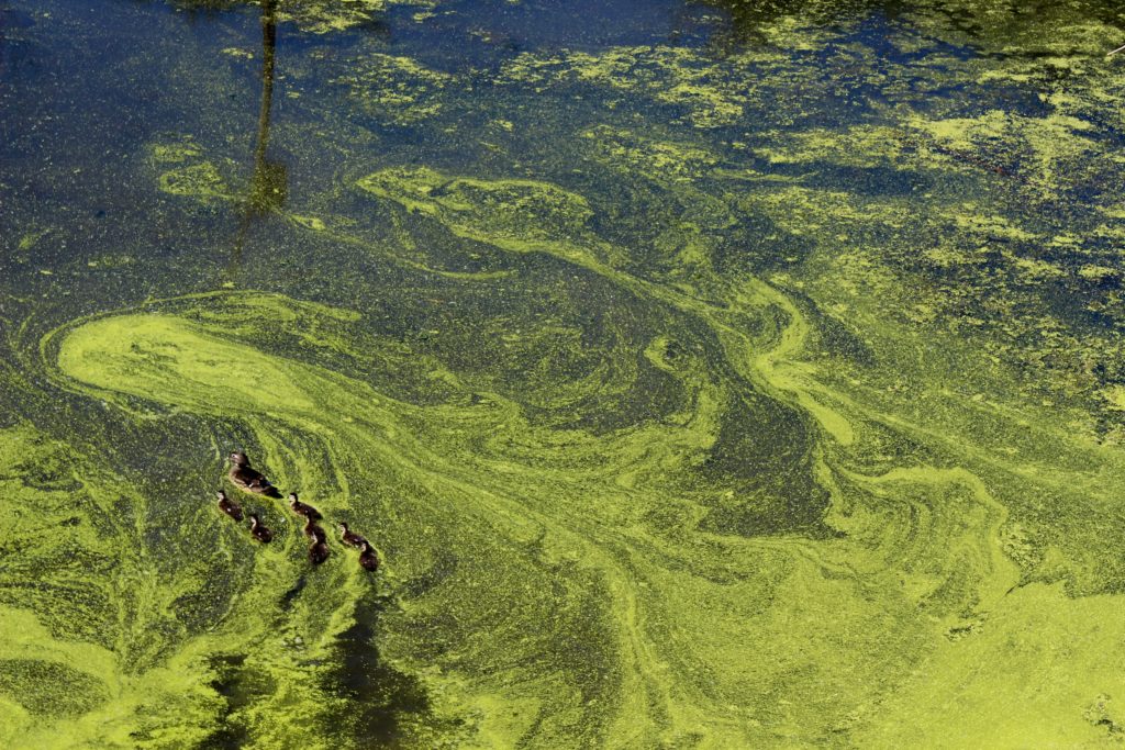 Algea Bloom