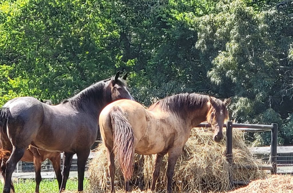 Sacred Way Sanctuary Horses